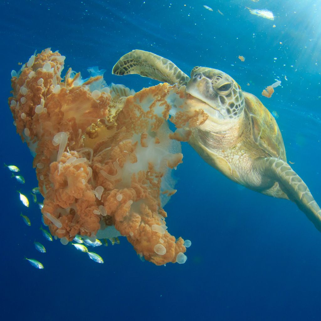 Schildkröten im Meer: Füttern ja oder nein?