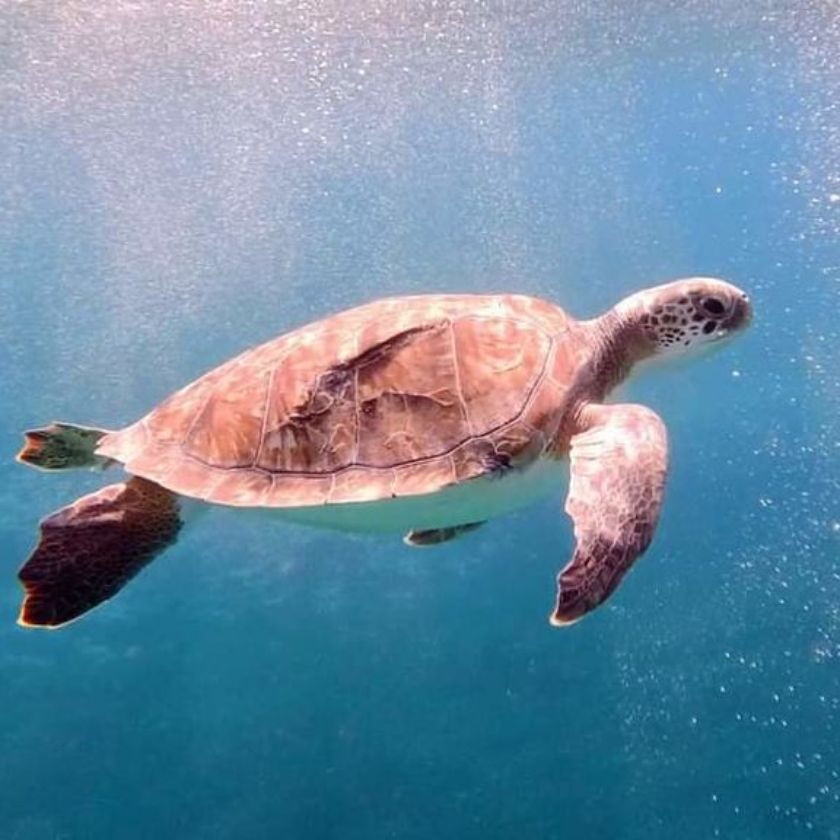 MEERESSCHILDKRÖTEN SCHÜTZEN