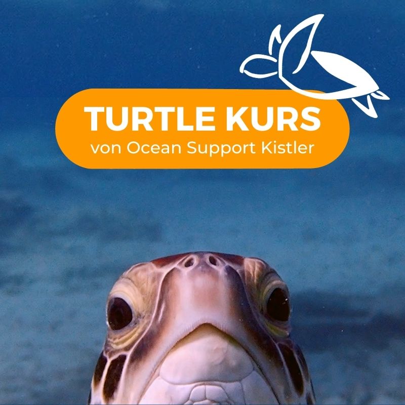 Online Kurs &quot;Meeresschildkröten im Mittelmeer&quot;